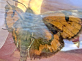 Light Orange Underwing